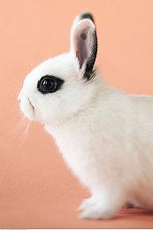 《海参2》Steam正式发售 综合评价“特别好评”